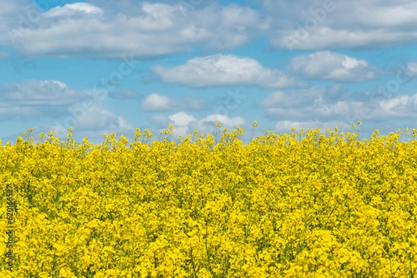 Obraz Blooming canola field and the blue sky with clouds.