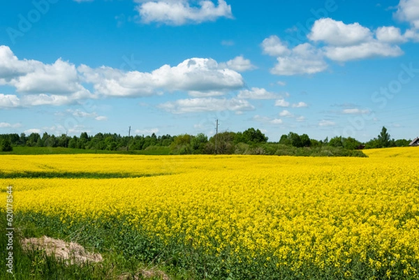 Obraz Rapeseed field landscape with cloudy blue sky.