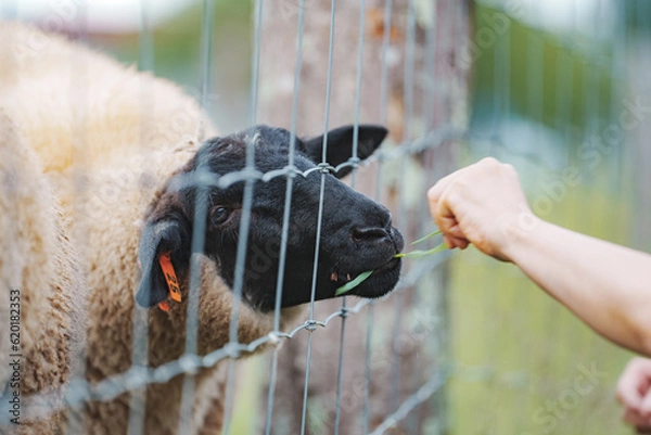 Fototapeta 羊に草を食べさせる