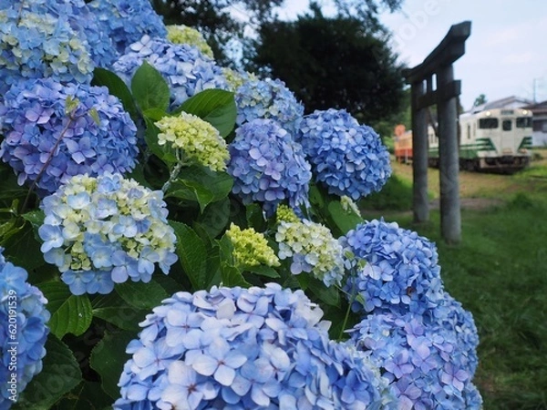 Obraz 紫陽花の群生を横目に走る小湊鐵道の列車