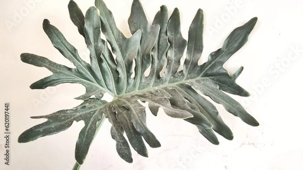 Obraz fish on a plate