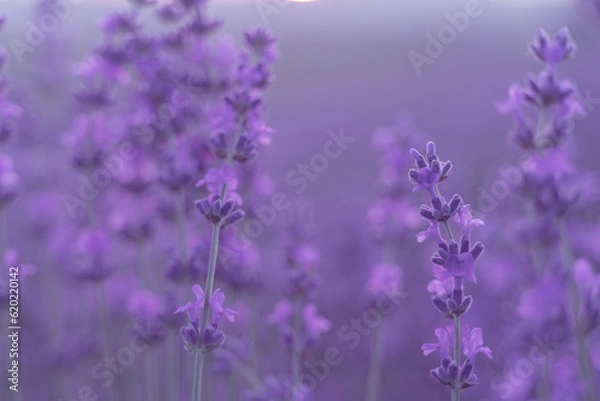 Fototapeta Lavender flower field. Violet lavender field sanset close up. Lavender flowers in pastel colors at blur background. Nature background with lavender in the field.