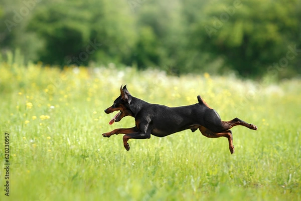 Fototapeta active small dog run on grass. Miniature Pinscher in nature. funny pet jumping 