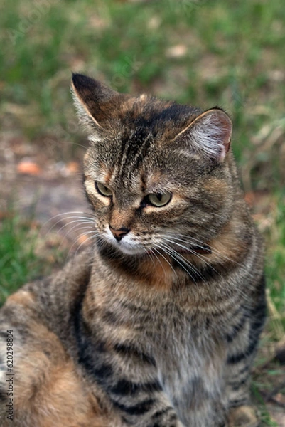 Obraz picture of a cat on the lawn