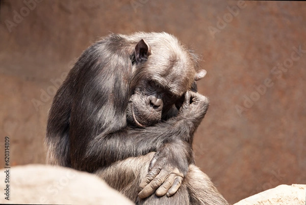 Obraz thinking monkey