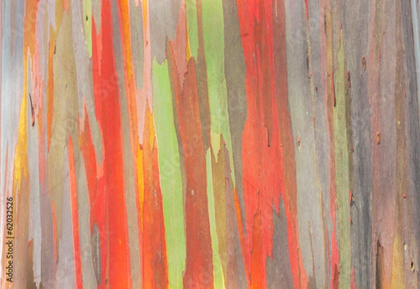 Obraz Rainbow Eucalyptus