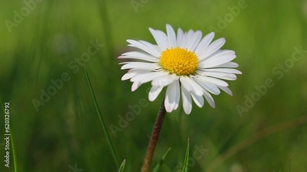 Obraz Gänseblümchen