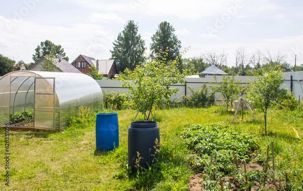 Obraz A suburban plot with a greenhouse, fruit trees, beds, green grass and a fence on a sunny summer day in the Moscow region. Concept gardening and rural farming