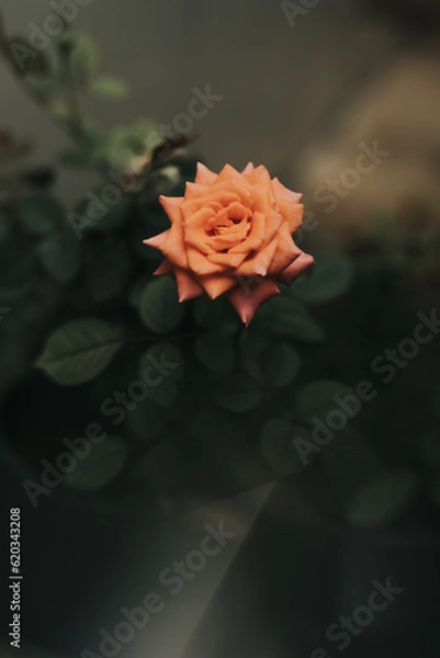 Obraz red rose on black background