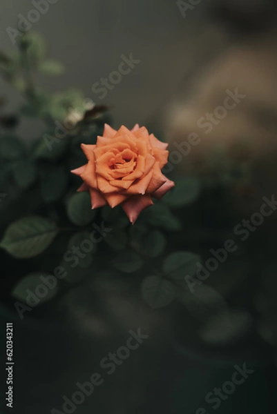 Obraz red rose on black background