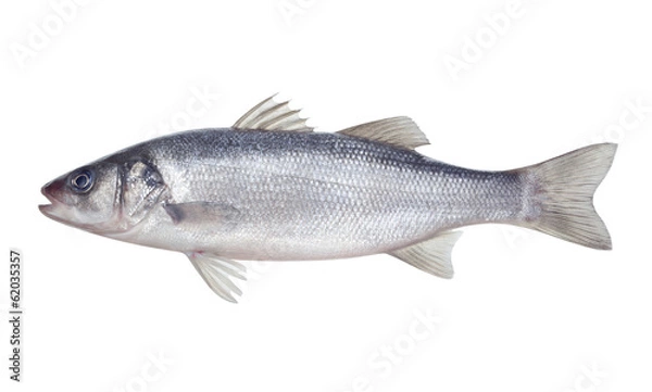 Fototapeta Fish Seabass na białym tle