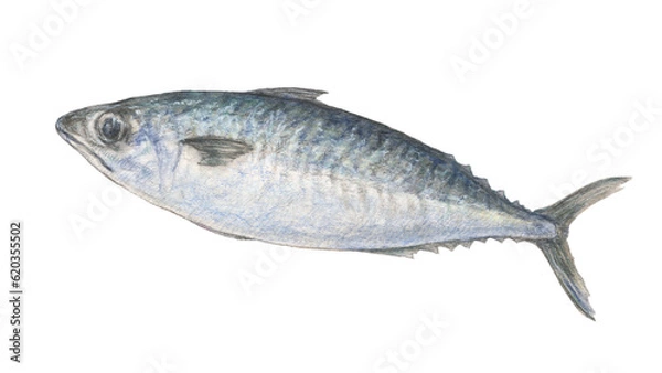 Obraz 鯖（マサバ）　水彩色鉛筆イラスト