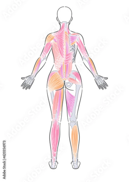 Obraz 女性　全身筋肉　後面　表記なし