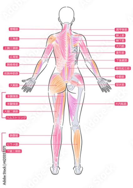 Fototapeta 女性　全身筋肉　背面