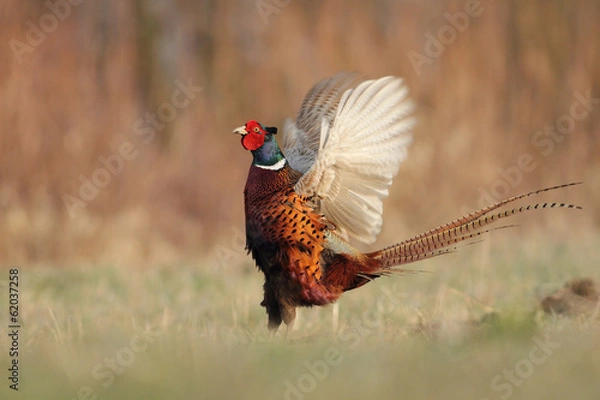 Obraz Tokujący bażant