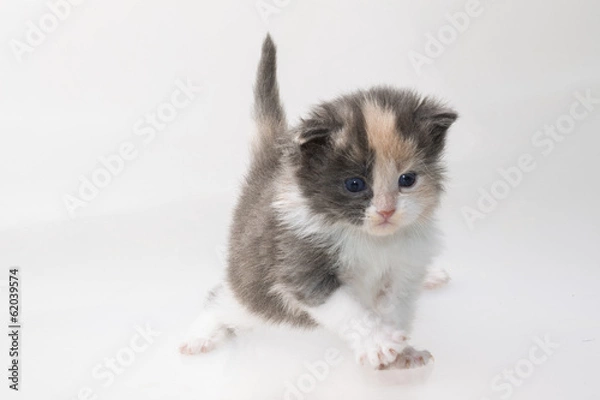 Fototapeta Maine Coon Cat