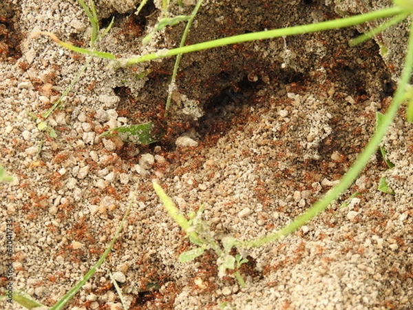 Fototapeta Tiny red fire Ants on soil floor