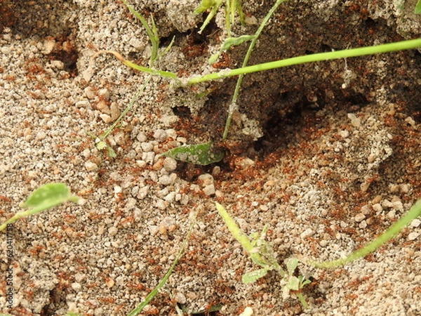 Fototapeta Tiny red fire Ants on soil floor