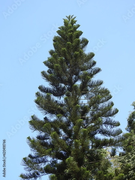 Fototapeta pine tree on blue sky