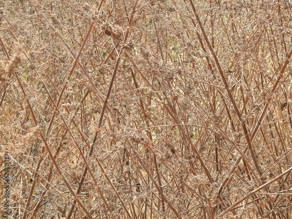 Fototapeta dry plant stems background