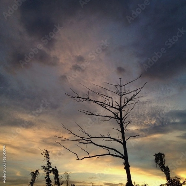 Fototapeta dark tree