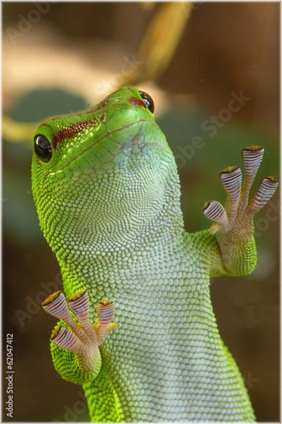 Obraz Phelsuma