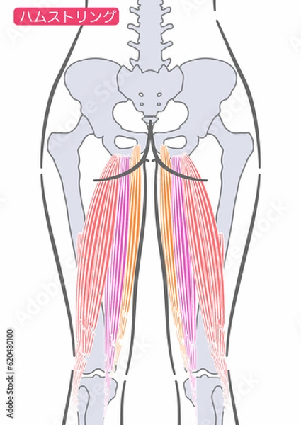 Fototapeta 女性のハムストリング