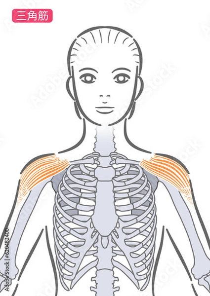 Fototapeta 女性の三角筋