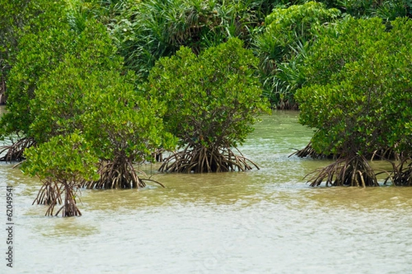 Fototapeta 島尻のマングローブ-Rhizophora mucronata