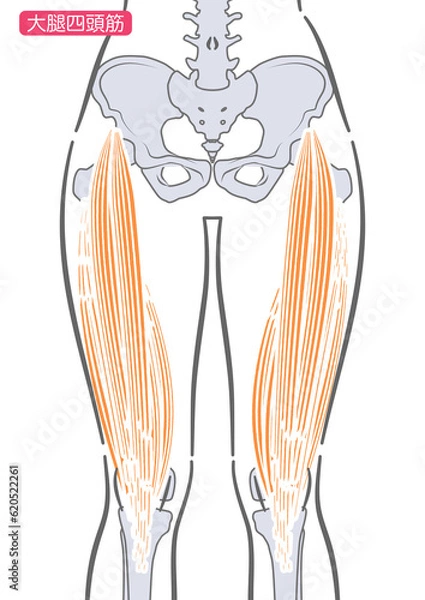 Fototapeta 女性の大腿四頭筋