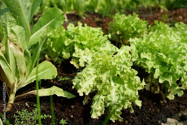 Fototapeta Salad trees and vegetables grown in greenhouses.