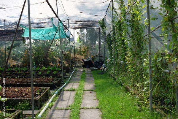 Fototapeta Salad trees and vegetables grown in greenhouses.