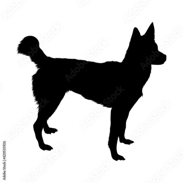 Fototapeta Standing Siberian Husky Silhouette Good To Use For Element Print Book, Animal Book and Animal Content
