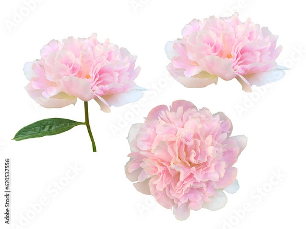 Obraz ピンク色のシャクヤクの花