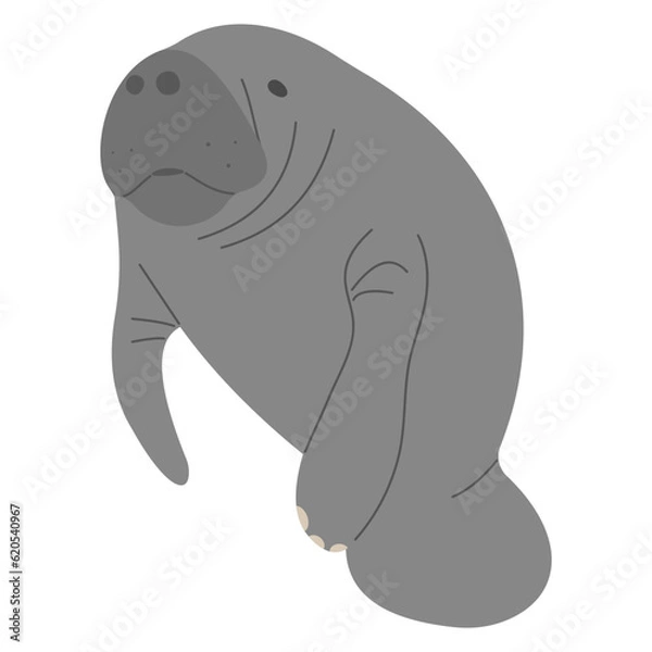 Fototapeta Manatee Single 11 cute on a white background, vector illustration