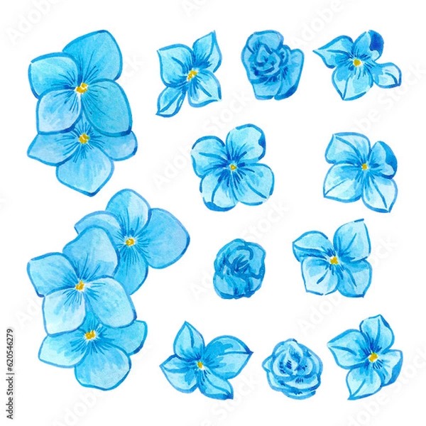 Fototapeta Hand drawn watercolor blue hortense flowers and buds isolated on white background. Can be used for label, banner, post card and other printed products.
