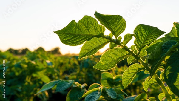 Obraz a potatoes growing close up