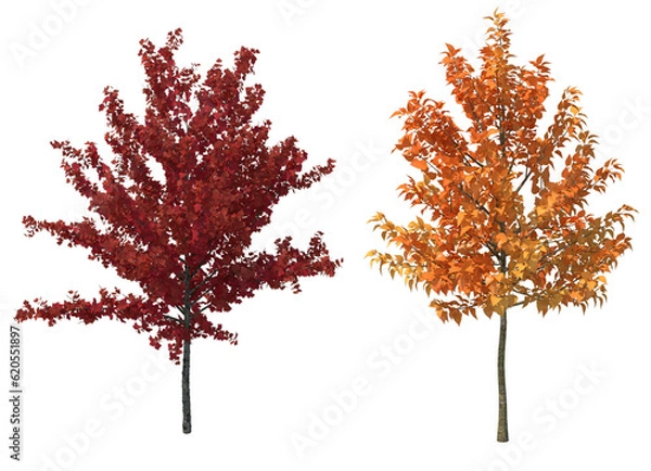 Fototapeta autumn tree isolated