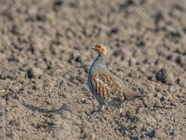 Fototapeta Gray partridge running through a field in the countryside