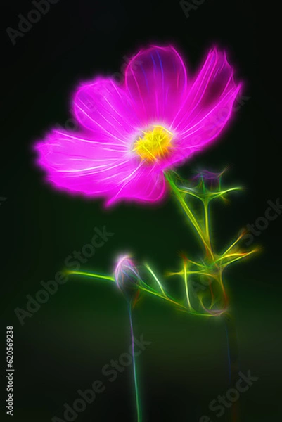 Fototapeta A dreamy look for a flower in our garden here in Windsor in Upstate NY.  Neon Glow with some soft focus gives this flower an Aura around it.