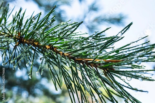 Obraz Rain drops on pine needles background.