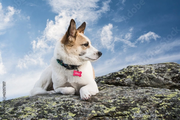 Obraz dog on a rock