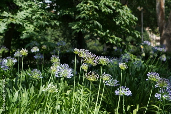 Obraz ムラサキクンシランの咲く風景