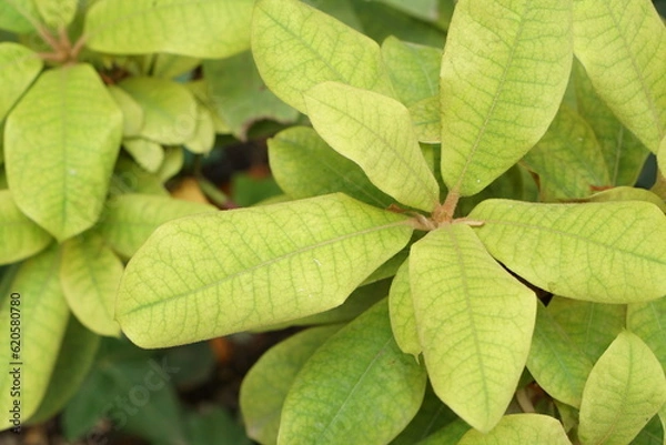 Obraz 植物の黄緑背景