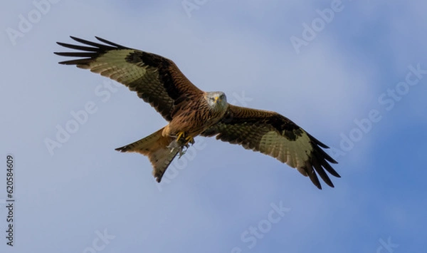 Obraz Red Kite in Flight