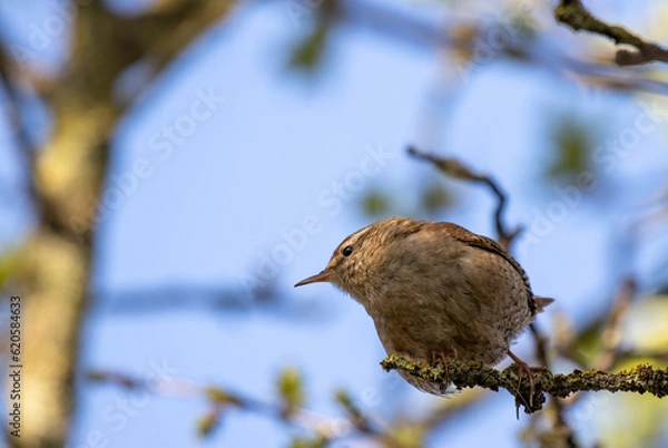 Obraz Wren in a tree