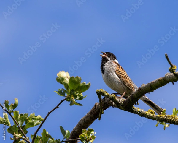 Obraz Reed Bunting singing