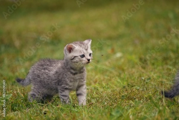 Obraz cute little kittens
