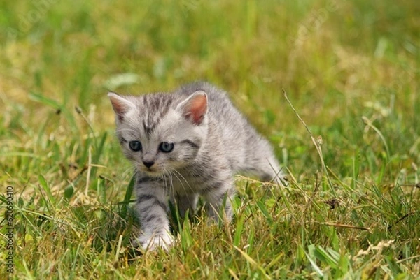 Obraz cute little kittens
