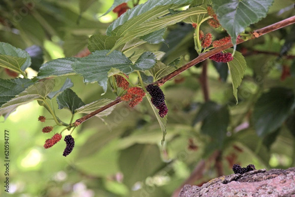Obraz Früchte des Maulbeerbaumes